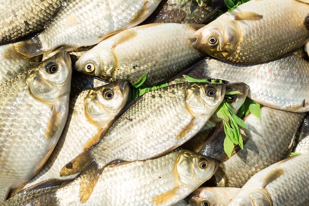 Carp on a wooden background