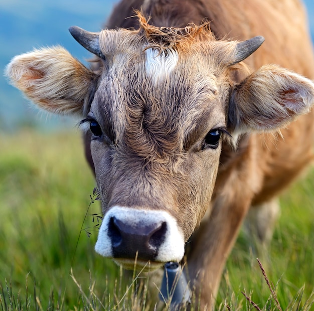春の山の牧草地でカルパティア牛