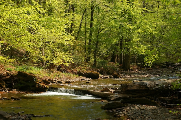Carpathian forest river in spring time