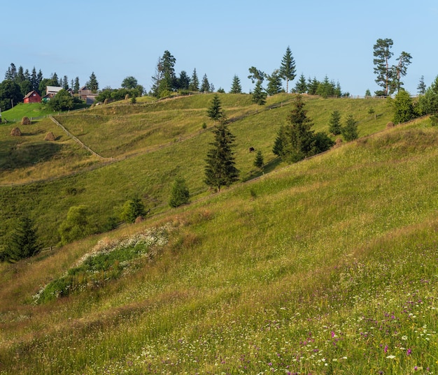 Carpathian mountain countryside summer meadows with beautiful wild flowers