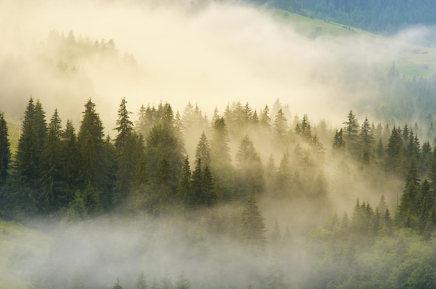 Carpathian mountain forest at early morning sunrise