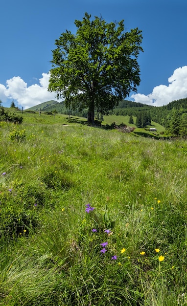 Carpathian mountain summer country landscape Ukraine