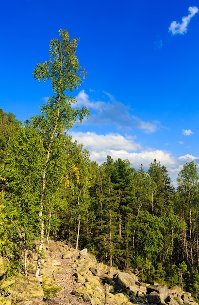 하늘과 적운 구름, 전나무 숲, 슬라이드 바위(Ihrovets, 우크라이나)가 있는 Carpathian Mountain 여름 풍경.