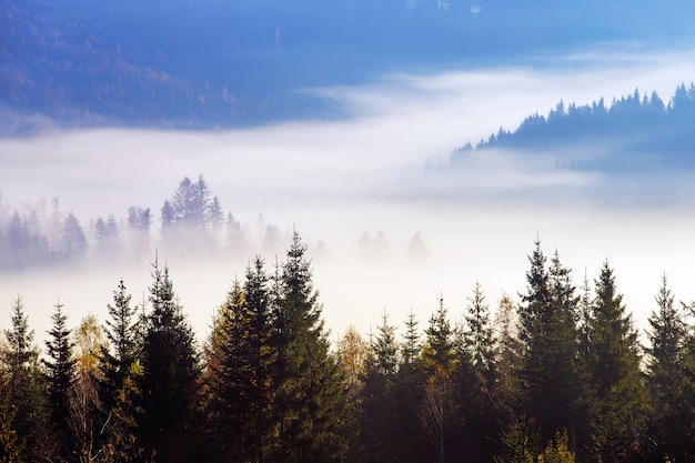 Carpathian mountain sunny landscape