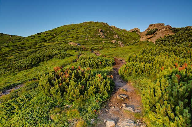 高山の松や岩とカルパティア山脈の夏の風景