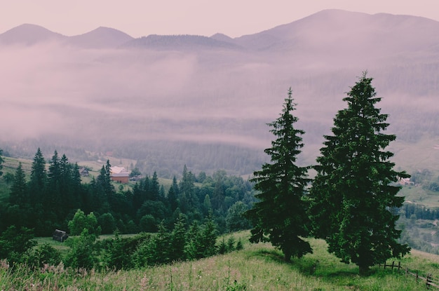 Carpathian mountains summer landscape with fir trees, vintage hipster amazing background