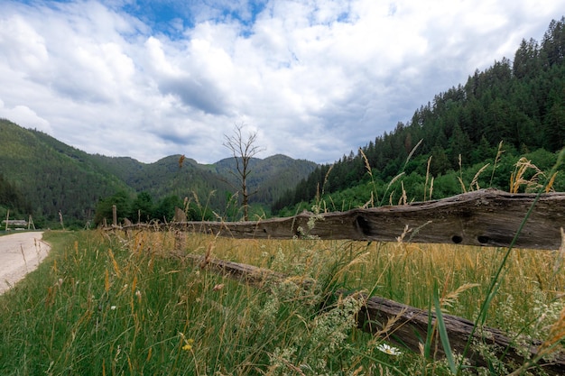 Carpathian mountains in the summer