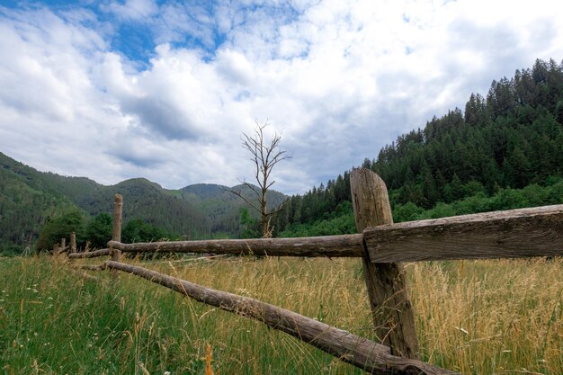 Carpathian mountains in the summer