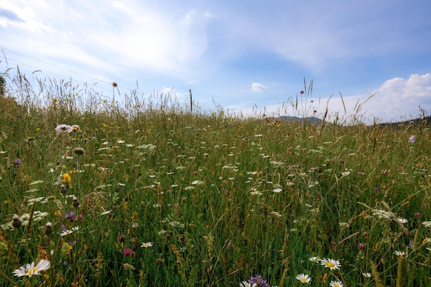 Carpathian mountains in the summer