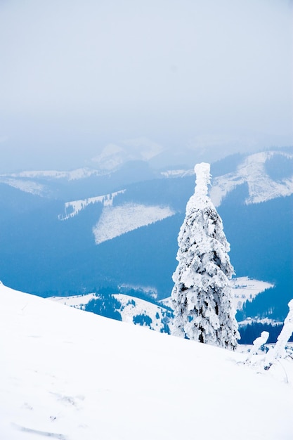 Carpathian mountains Ukraine Beautiful winter landscape The forrest ist covered with snow