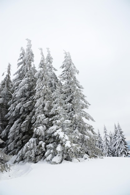 Carpathian mountains Ukraine Beautiful winter landscape The forrest ist covered with snow