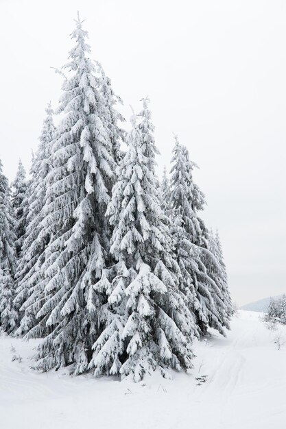 Carpathian mountains Ukraine Beautiful winter landscape The forrest ist covered with snow