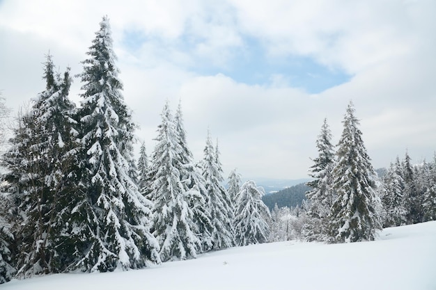 Carpathian mountains Ukraine Beautiful winter landscape The forrest ist covered with snow