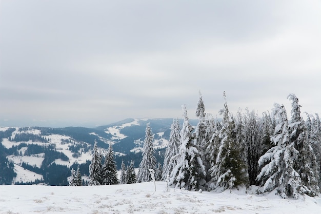 カルパティア山脈ウクライナ美しい冬の風景森は雪で覆われています