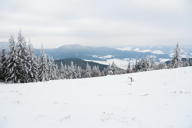 Carpazi ucraina bellissimo paesaggio invernale la foresta è ricoperta di neve