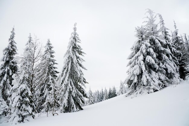 Carpathian mountains Ukraine Beautiful winter landscape The forrest ist covered with snow