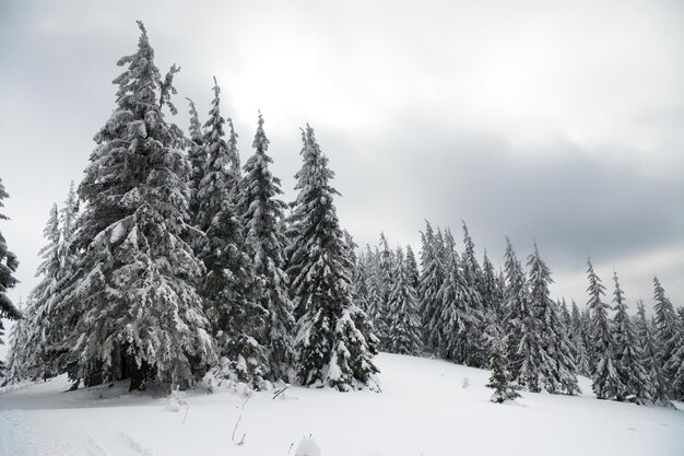 Carpathian mountains Ukraine Beautiful winter landscape The forrest ist covered with snow