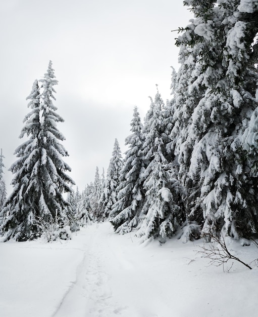 カルパティア山脈ウクライナ冬の山々の霜と雪に覆われた木々クリスマスの雪の背景