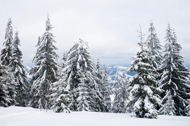 カルパティア山脈ウクライナ冬の山々の霜と雪に覆われた木々クリスマスの雪の背景