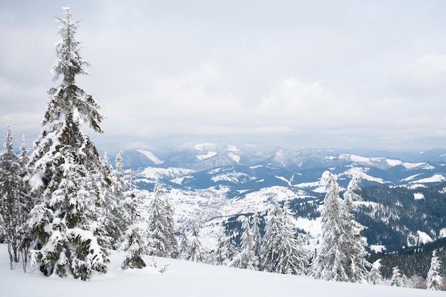 카르파티아 산맥 우크라이나 겨울 산에서 흰 서리와 눈으로 덮인 나무 크리스마스 눈 덮인 배경