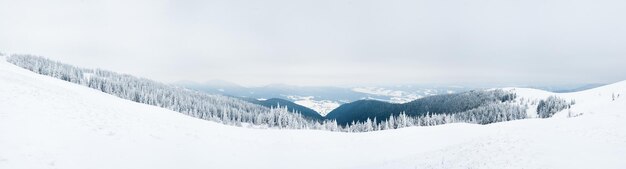 カルパティア山脈ウクライナ冬の山々の霜と雪に覆われた木々クリスマスの雪の背景