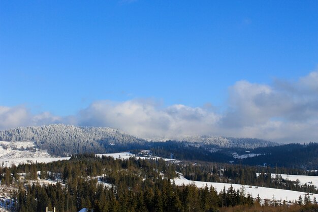 Carpathian mountains in Ukraine. Winter landscape