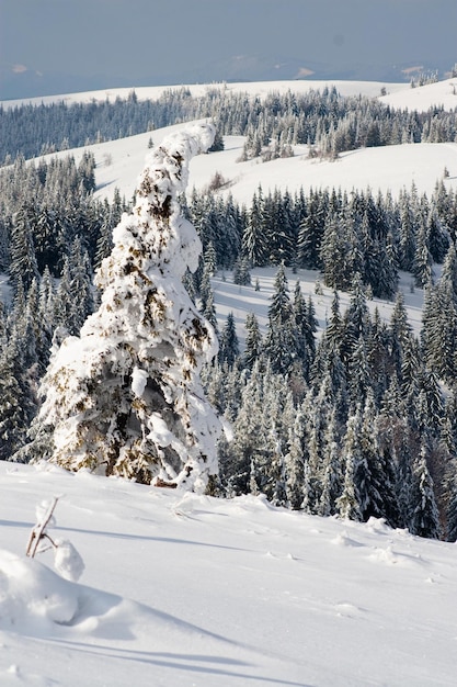 Carpathian mountains Ukraine Wonderful snowcovered firs against the backdrop of mountain peaks Panoramic view of the picturesque snowy winter landscape Gorgeous and quiet sunny day