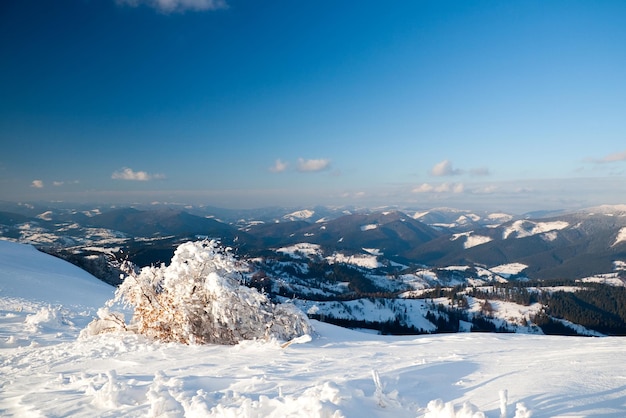 カルパティア山脈ウクライナ山頂を背景にした素晴らしい雪に覆われたもみ絵のように美しい雪に覆われた冬の風景のパノラマビューゴージャスで静かな晴れた日