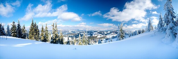 カルパティア山脈ウクライナ山頂を背景にした素晴らしい雪に覆われたもみ絵のように美しい雪に覆われた冬の風景のパノラマビューゴージャスで静かな晴れた日