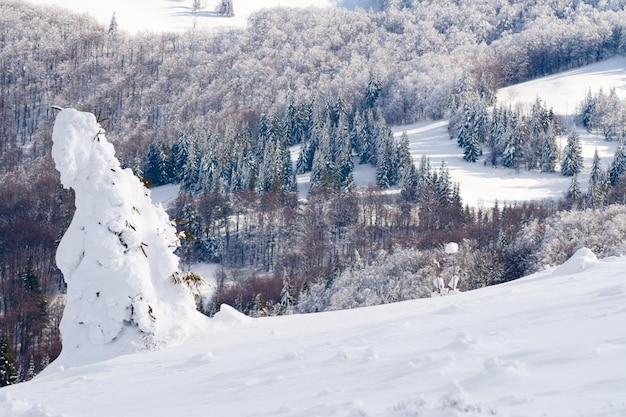 カルパティア山脈ウクライナ山頂を背景にした素晴らしい雪に覆われたもみ絵のように美しい雪に覆われた冬の風景のパノラマビューゴージャスで静かな晴れた日