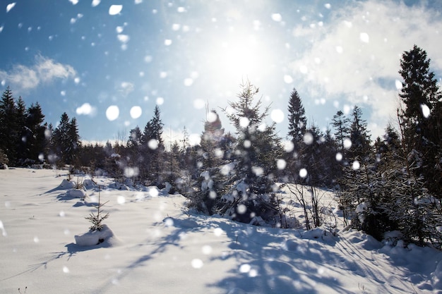 Carpathian mountains in winter, sunny day and snowdown, pine trees under the snow