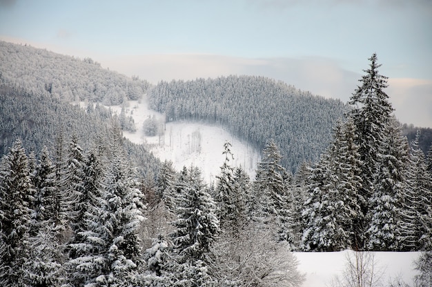 Carpathian mountains