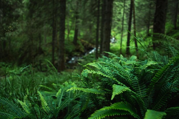 Carpathian nature Forest on green hills in summer mountains Hazy green mountain forest