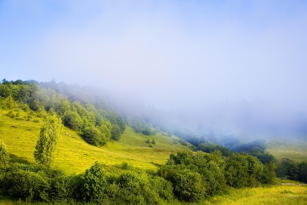 Carpathian nature in summer