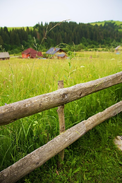 Carpathian nature in summer