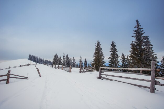 Carpathian winter mountains