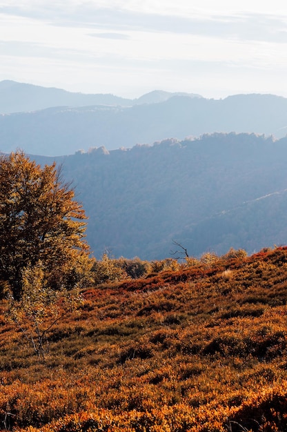 Карпатское нагорье с гигантскими лесными горами и травянистыми холмами