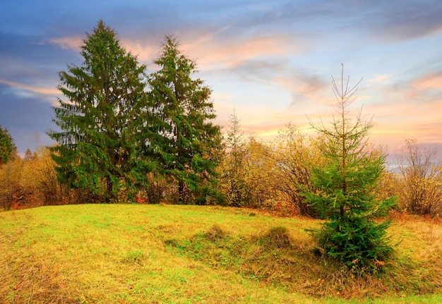 Carpathians Ukraine A wonderful forest glade with flowers in the cool shade of trees on a hot summer evening