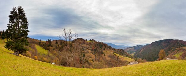 Carpathians Ukraine 더운 여름 저녁에 나무의 시원한 그늘에 꽃이 있는 멋진 숲 사이의 빈터