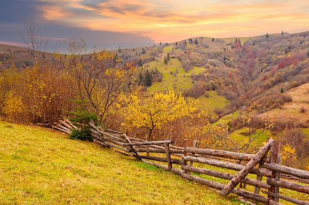 Carpathians Ukraine 더운 여름 저녁에 나무의 시원한 그늘에 꽃이 있는 멋진 숲 사이의 빈터