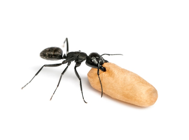 Муравей-плотник, Camponotus vagus, несущий яйцо