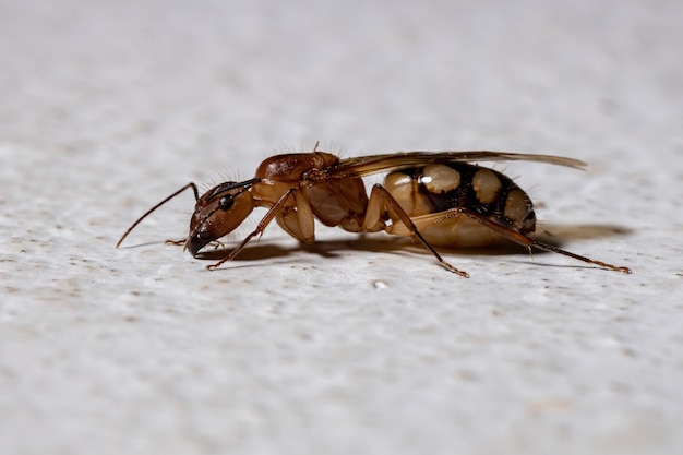 Carpenter Ant van de soort Camponotus substitutus