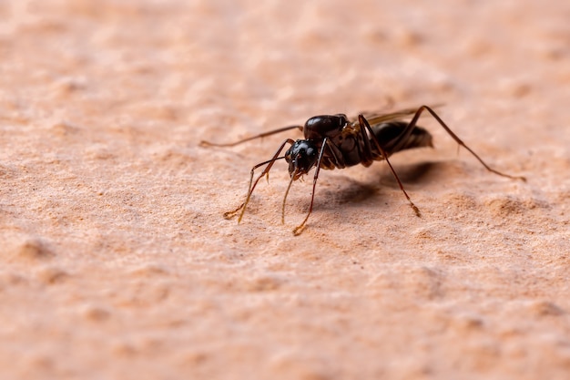 Carpenter Ant van het geslacht Camponotus