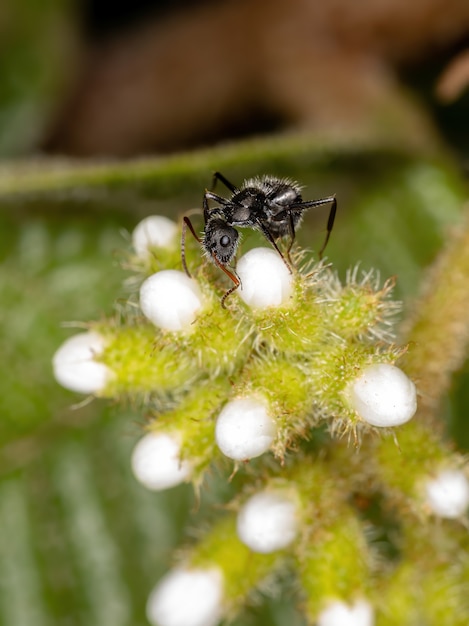 Carpenter Ant van het geslacht Camponotus