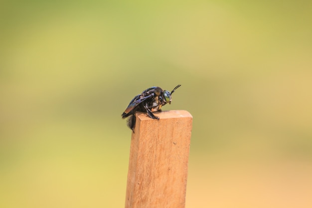 Carpenter bee in background