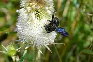 Photo carpenter bee on a bur