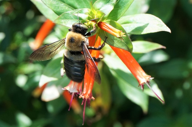 Photo carpenter bee on an orange flower