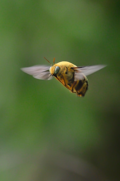 Carpenter bees fly freely in the air