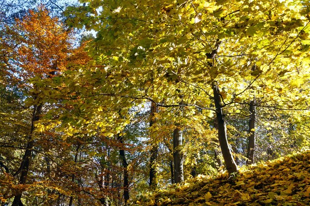 Carpet of autumn leaves on small hill and golden trees in city park.