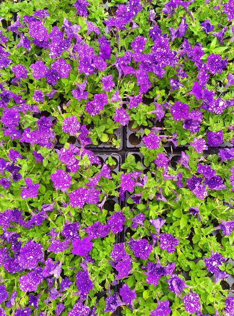 Carpet of beautiful purple petunias.